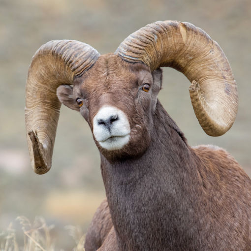 Big horn sheep - credit NPS
