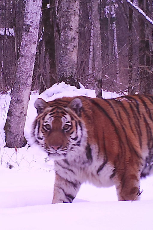 Tigers on a Russian Safari