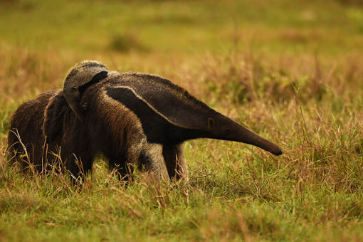 Giant Anteater - South America photo credit Chris Scharf